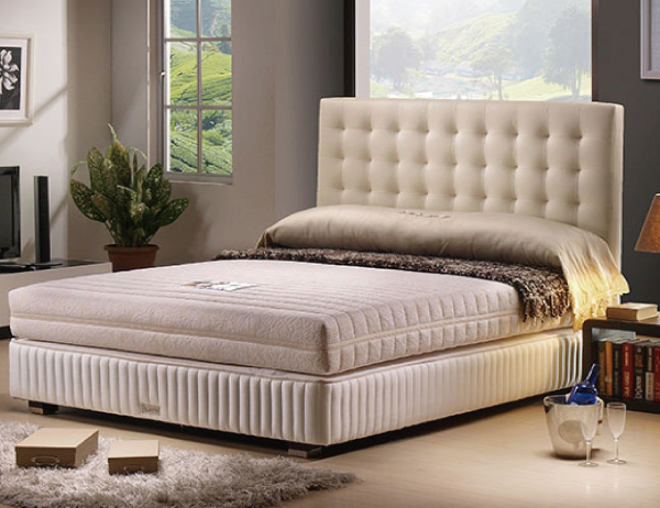 NOBELITE 英皇騎士